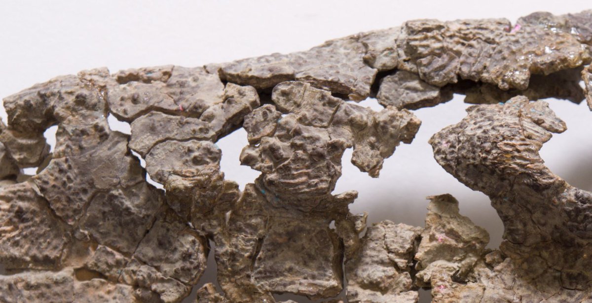 qldmuseum's tweet photo. #fossilfriday zoom to see 🔎 extraordinary texture of this Warrenisuchus aliciae https://t.co/eqp2ba6rMw 🐲 @googlearts #previouslyonearth https://t.co/vQJbfkTLVS