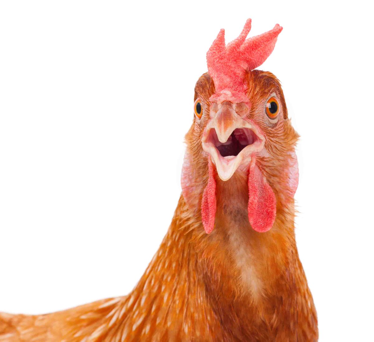 Delta_WildWings's tweet photo. EVERYBODY DANCE. EVERYBODY SING. EVERYBODY TRY A CHICKEN WING at @Delta_WildWings on October 13th! Only 2 days away!! https://t.co/SZJfJbmtOK