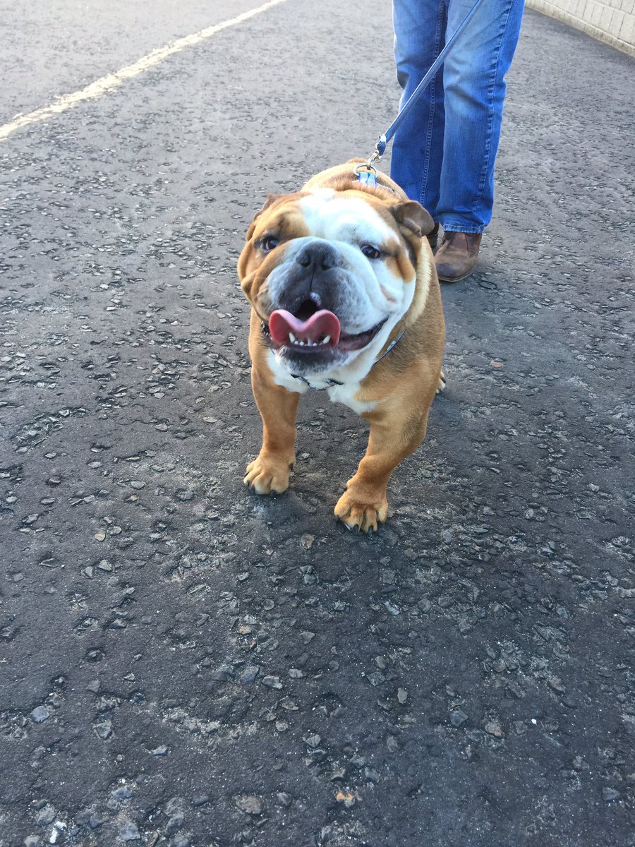 jessmissiexx's tweet photo. Registration evening for a new season of dog training classes! #dogtrainer #positivedogtrainer #dogs #happiness https://t.co/j2g0NLYMT7