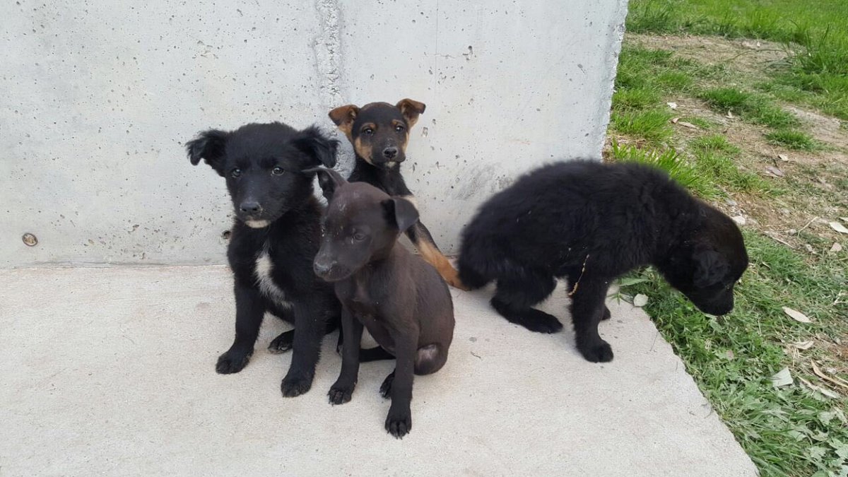 Estos divinos están en adopción! Tienen un mes, están en General Rodriguez, vacunados y desparacitados ❤️porfa COMPARTIR Y ADOPTAR!!!! 🤗