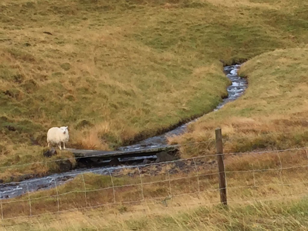 ChickDTE's tweet photo. that woolly fellow would not cross this little bridge until we started to drive away ... #NordicVisitor https://t.co/Qddms5vnoa