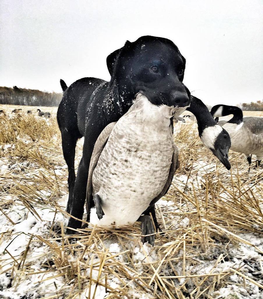 Every athlete has a game face. #Ki #Sask16 
#HabitatFlats #Saskatchewan #Canada #CanadaGee… ift.tt/2divhJZ