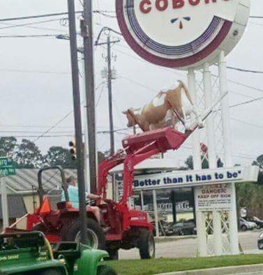 The Coburg Cow has been removed from it's pedestal in Avondale. Gotta keep that heifer safe! #chs Photo Credit: @Tubby0R8