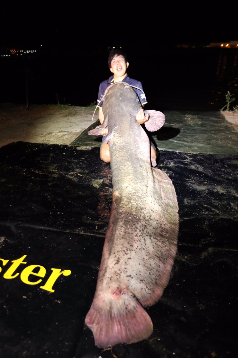 siegsige's tweet photo. 遂に！！！遂に遂に遂に！！！念願のヨーロッパオオナマズを釣ったぞ！！
しかも2.4m 200lbのモンスター！！！
このナマズから海外遠征がスタートして、納得できるサイズが未だ釣れずにいたけどやっと出会えた。マジで泣いちゃった。 https://t.co/5h1SlzizjX