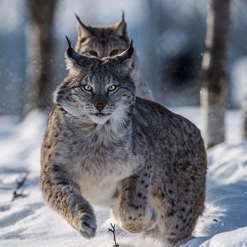 Красота дикой природы
