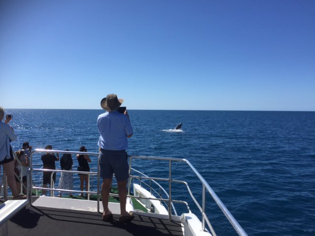 QuickCatII's tweet image. There are still a lot of whales in the bay. Blue skys, calm waters, breaching whales it doesnt get much better than this @QuickCatII