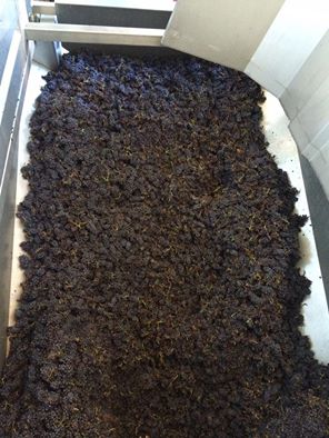VigneronsNature's tweet photo. Vendange de ce matin pour notre cuvée X, ça va être top 😜  #vendange2016 #domainefouassier #vinbio #biodynamie #vigneronsdenature https://t.co/S0bwEvyFMY
