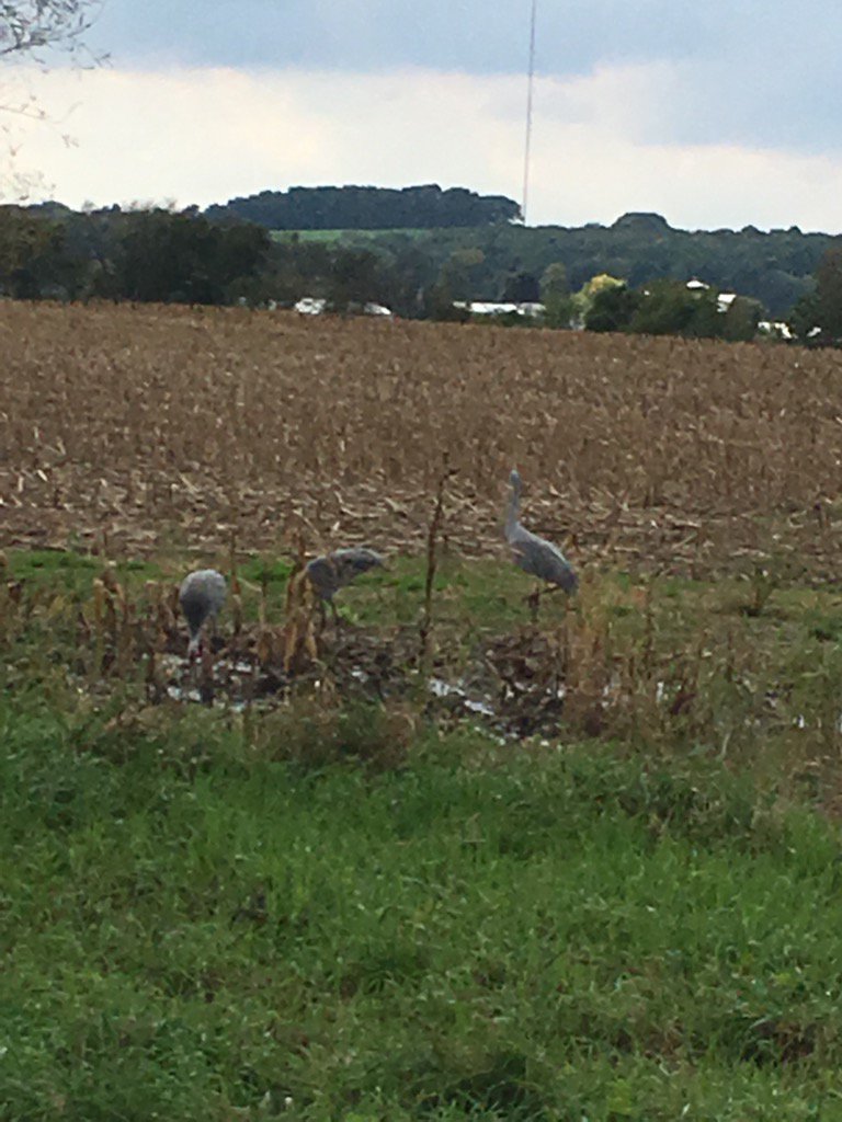 bethnearymd's tweet photo. Blue herons .. #cleanwisconsin reminds of us that citizens need to speak out for the #environment https://t.co/qsd7vdhwRq