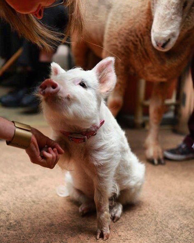 Just Cute Pigs tweet media