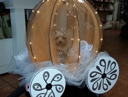PetsToRemember tweet picture