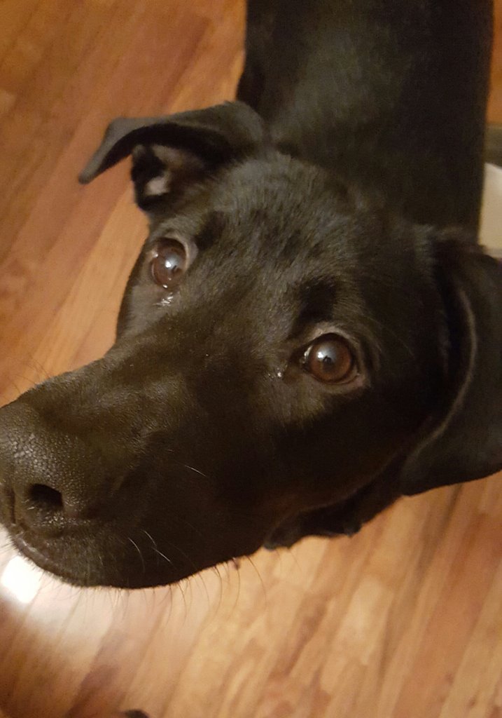 #Raleigh #BenefulDogPark