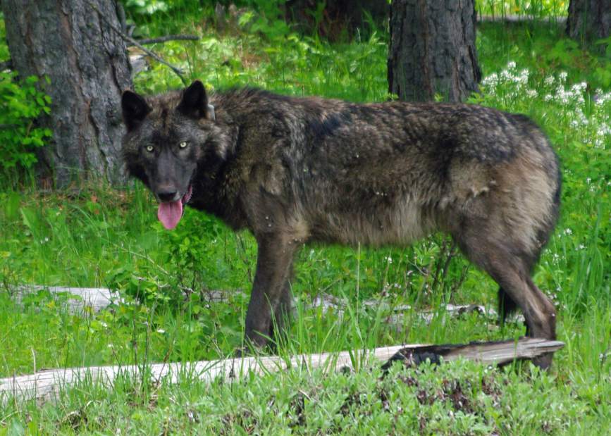 protectthewolve's tweet photo. Wolf, cougar management plans under review; ... - #ProtectWolvesInOregon -
... - https://t.co/D1SG4kjslq - https://t.co/Mz8gx4rpQR