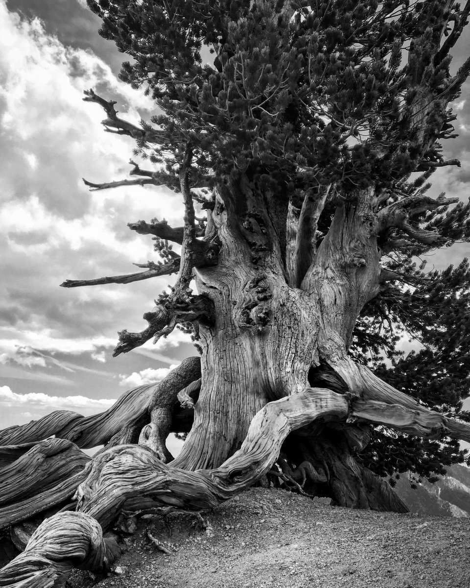 Love the 1500yo Wally Waldron tree! #mtbadenpowell #switchbacks #angelesnationalforest #hike #hikelife #PCT 
society6.com/product/wally-…