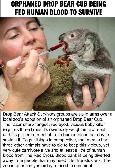 Track2Table's tweet image. Hey @harrydubai92 @iamnatalieprice - #littledevil #dropbear