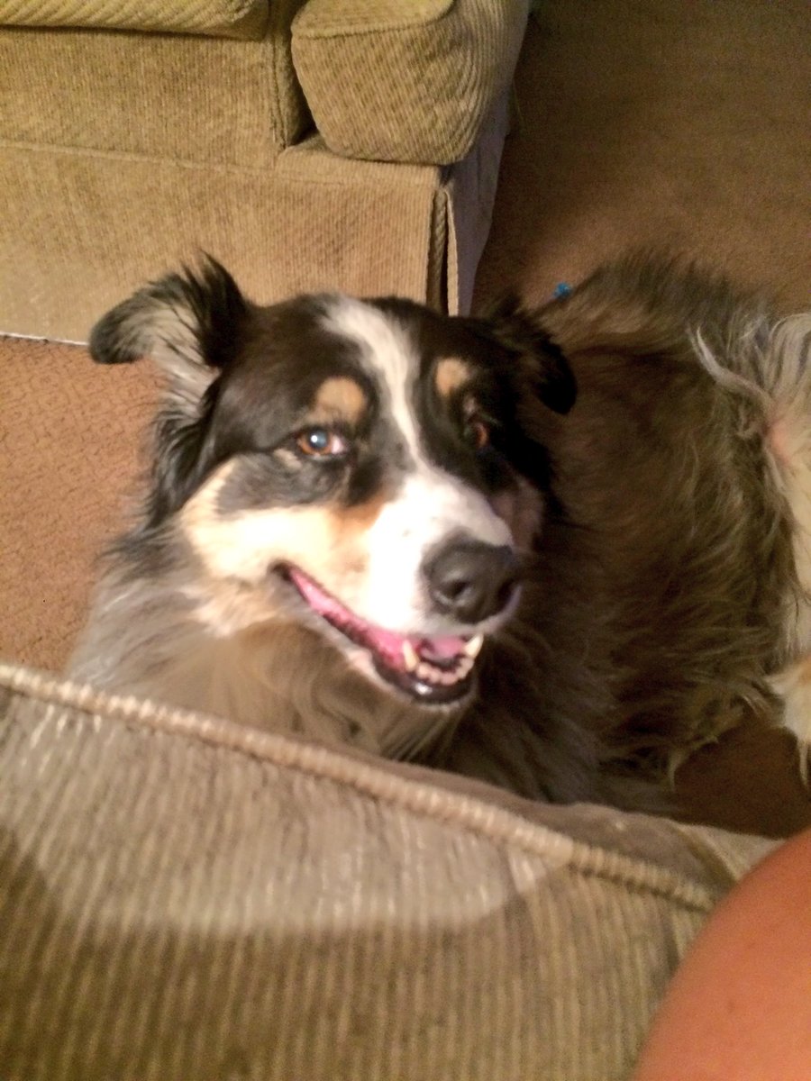 47young1's tweet photo. #PlayThisTagForNoValidReason
This is my dog. https://t.co/UbkDxjEdhf
