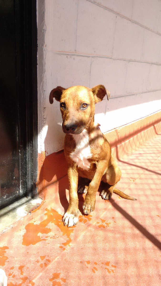 S S B (@saulsegurab) on Twitter photo <a href="/InMixcoac/">𝕀𝕟𝕄𝕚𝕩𝕔𝕠𝕒𝕔</a> <a href="/c_insurgentes/">Corredor Insurgentes</a> <a href="/DelValleSur/">DelValleSur</a> <a href="/enladelvalle/">Intel Moon</a> Rescaté ayer a esta linda perrita, le estoy buscando un hogar. Será talla mediana. RT <a href="/InMixcoac/">𝕀𝕟𝕄𝕚𝕩𝕔𝕠𝕒𝕔</a> <a href="/c_insurgentes/">Corredor Insurgentes</a> <a href="/DelValleSur/">DelValleSur</a> <a href="/enladelvalle/">Intel Moon</a> Rescaté ayer a esta linda perrita, le estoy buscando un hogar. Será talla mediana. RT