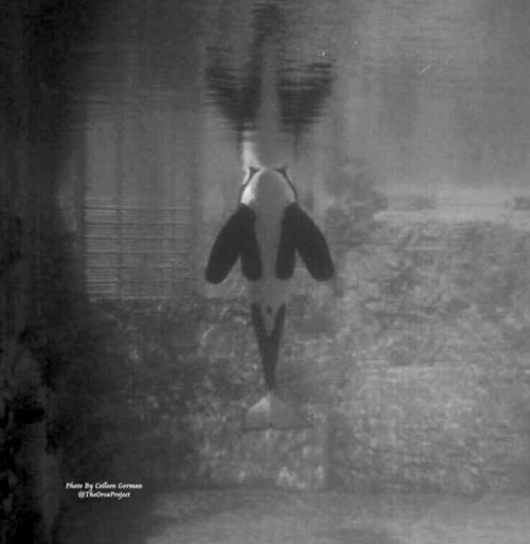TheOrcaProject's tweet photo. Thoughts go out to #Blackfish Tilikum &amp; fellow captives as they have to ride out #HurricaneMatthew

With no where to hide. 

#EmptyTheTanks https://t.co/gVODXT5u4o