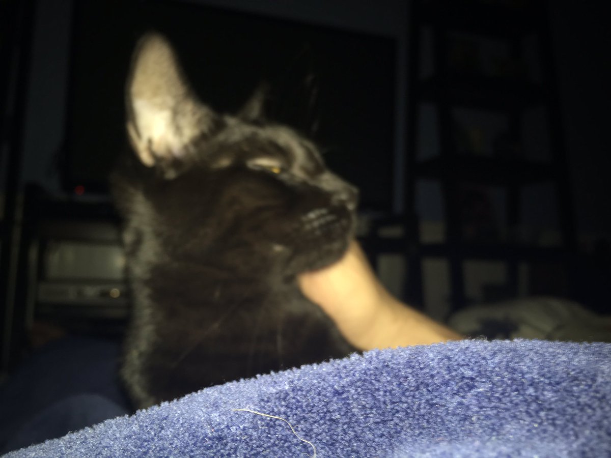 ChizPlays's tweet photo. YOOOOOO, I'm sleeping and this cat just jumps on me! I got so fucking spooked lmao #notRex #Rex2 https://t.co/WloIVk7HnI