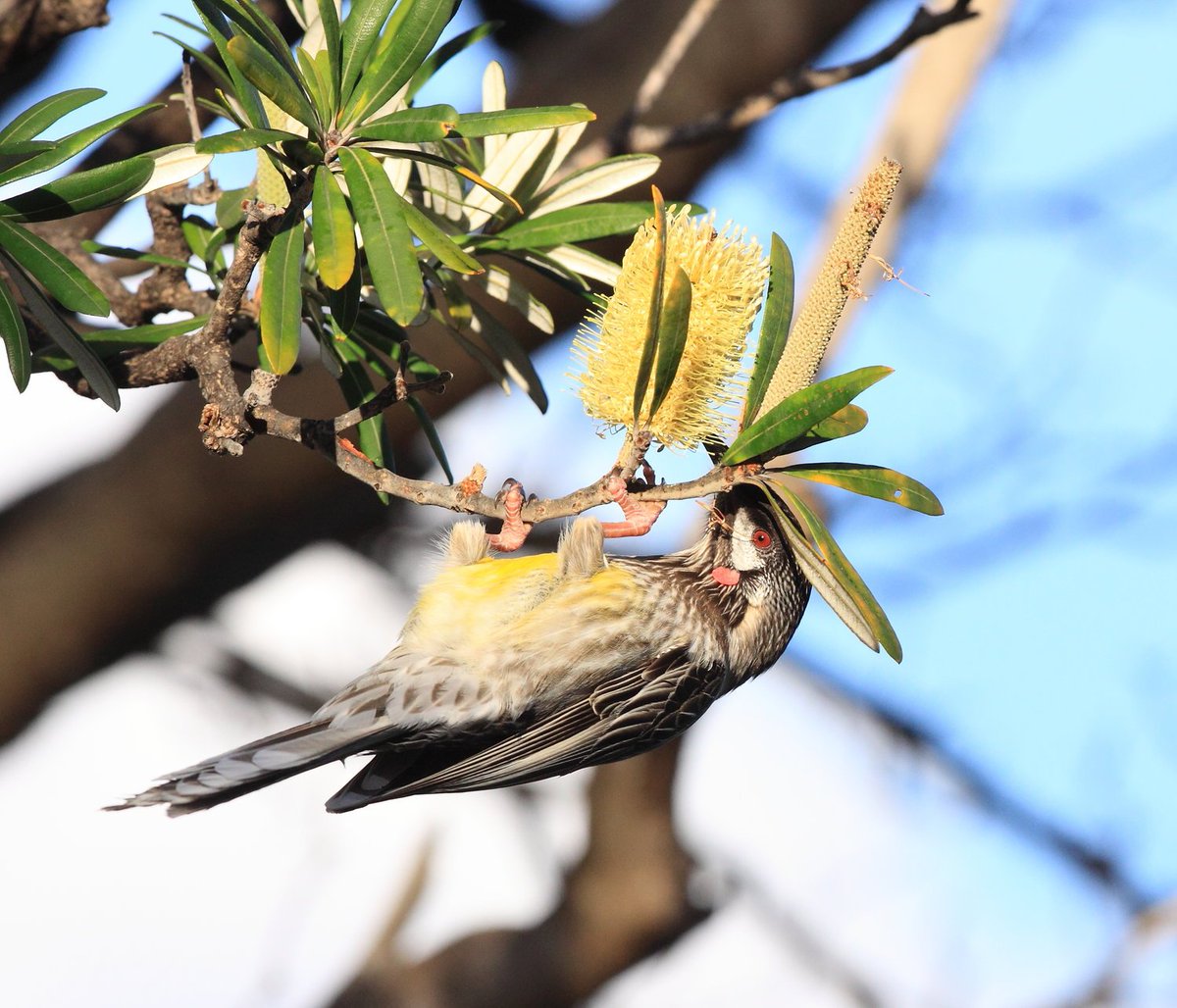 BirdlifeOz's tweet photo. 7 days to go until the #AussieBirdCount! #7 bird from 2015, the #RedWattlebird. https://t.co/eE96UzatKY https://t.co/OKpWBlpzot