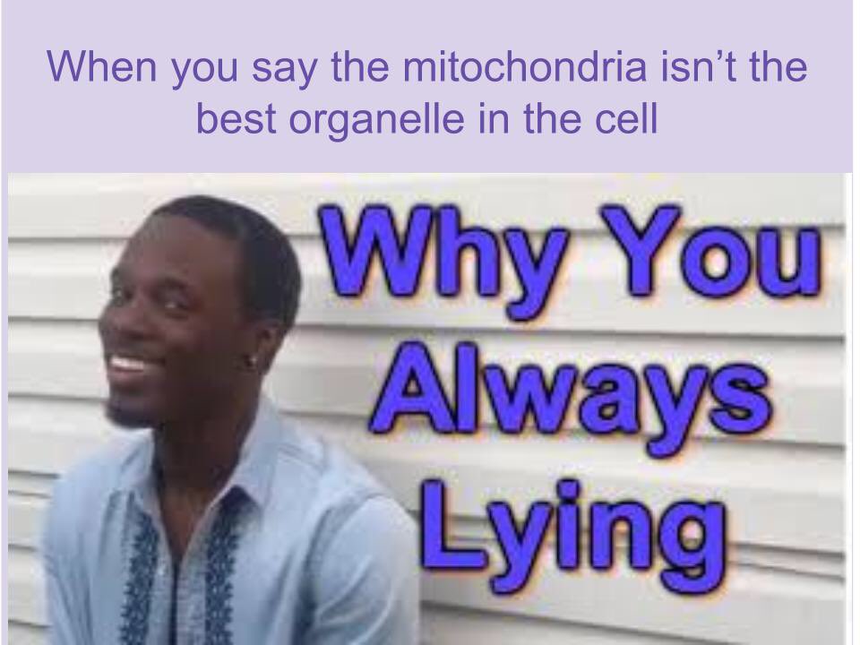 Mitothechondria's tweet photo. HA😛 MIGHTYCHONDRIA IS THE BEST HANDS DOWN!😎 #erhscells https://t.co/uHR1JHjpRH