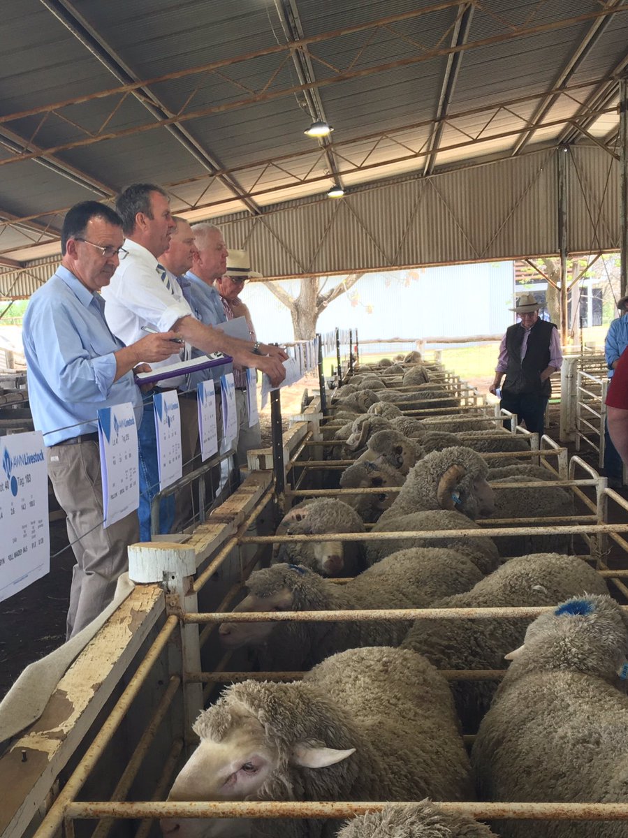 gsawyer71's tweet photo. Pemcaw Ram sale today 71/76 sold top at $3400 ave $1597 #AWN #merino https://t.co/BSszQyOe4t