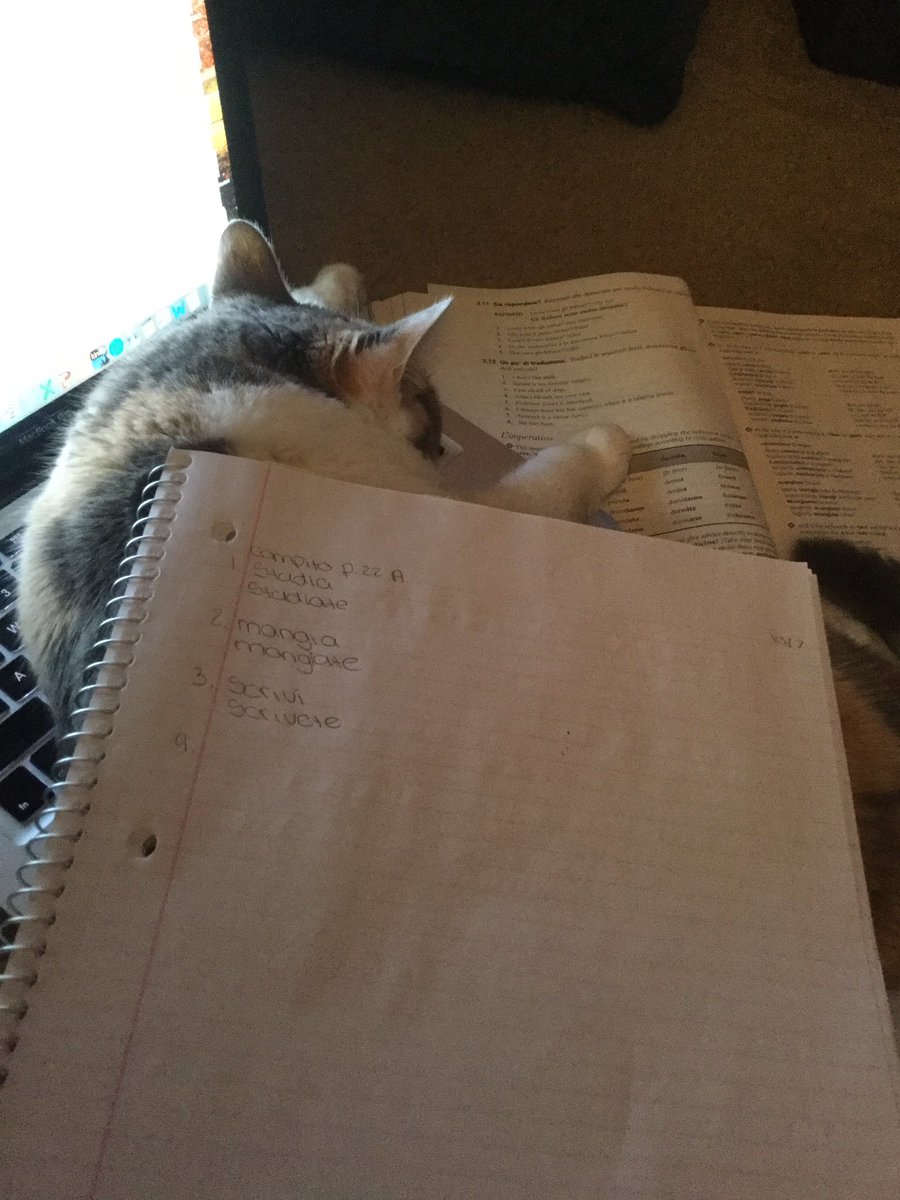 burritosandguac's tweet photo. #CatDesk https://t.co/QyHaaEGBVi