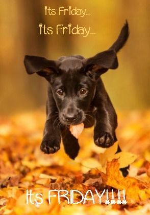 Happy Friday! Hope your day is as good as this dogs... 
#Happiness #FridayFeeling #DogsLife