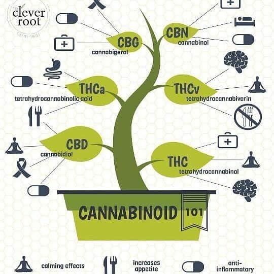 #cannabinoids #cannabis #cbd #likeaboss