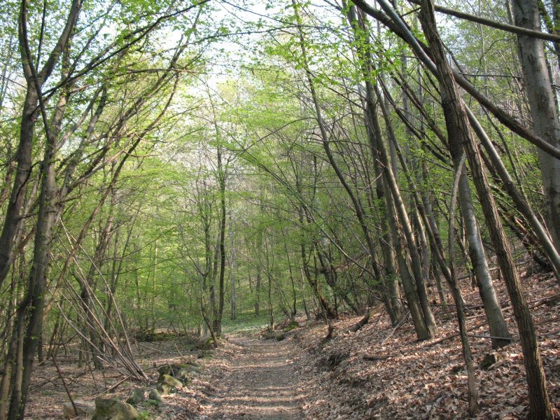 #tartufobianco #Alba, il nostro blog dedicato al tesoro enogastronomico piemontese bookingpiemonte.it/scopri-il-piem…