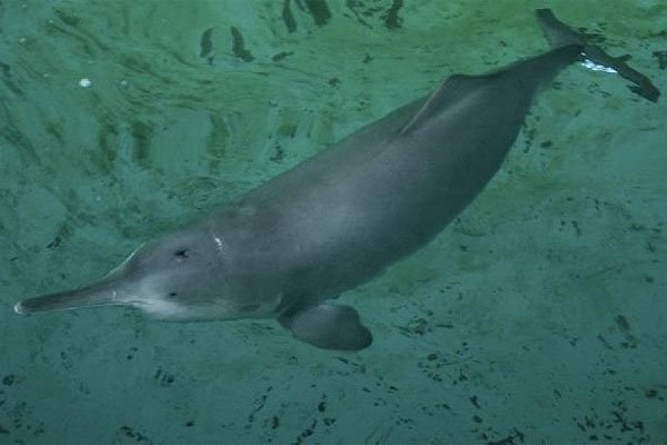 Una "baiji", o delfín de río chino que se creía extinto, sorprende a ecologistas en el Yangtsé ow.ly/Nk1m304V1Vf