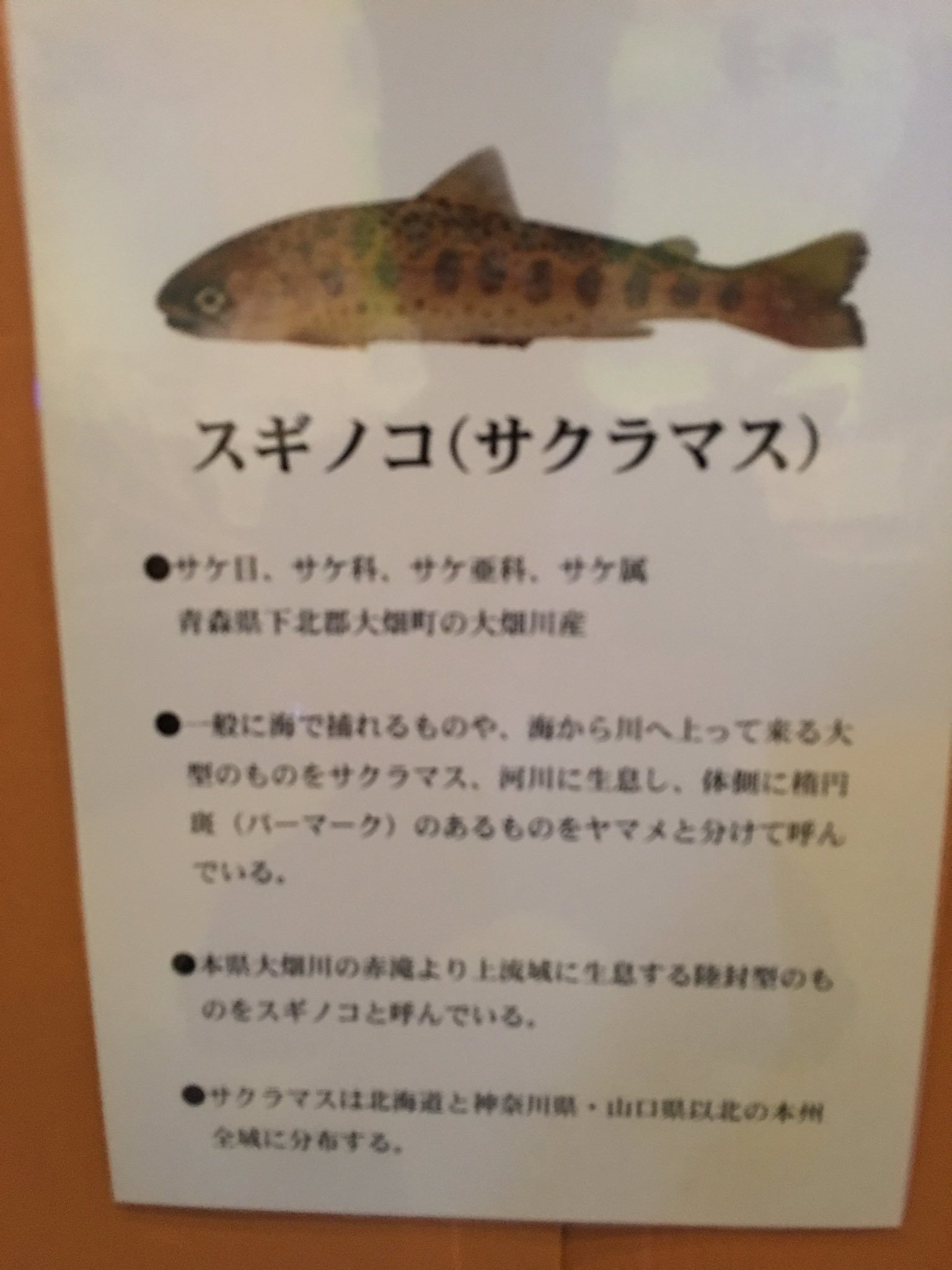 てるぴ Auf Twitter 海に下ればサクラマス 川に残ればヤマメ その中でも大畑川上流にいるのがスギノコ 我が故郷碇ヶ関のちびっ子もスギノコ 小学校の学級新聞の名前が杉の子新聞 じゃなかったっけ ちなみにこの水槽の水温は17度 この水温と水質の維持が大変