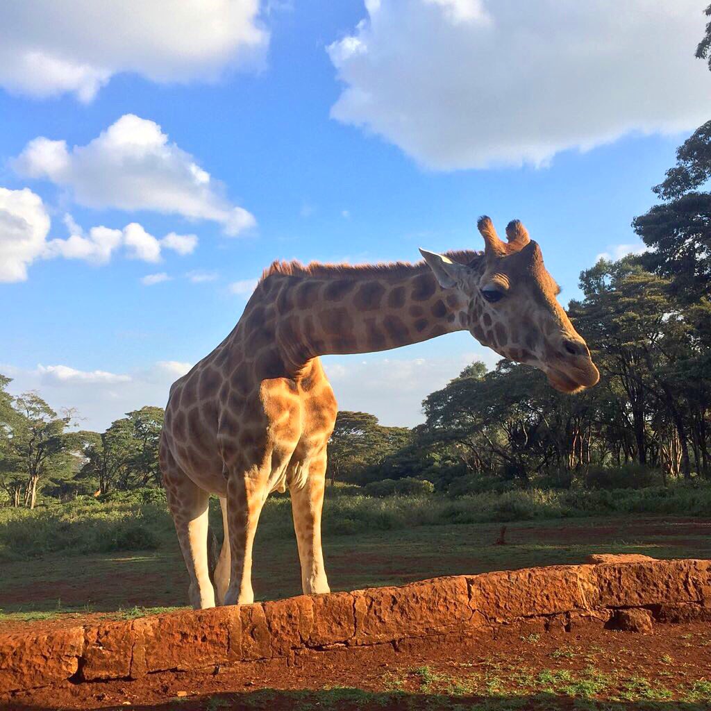 LucyAMcGuire's tweet photo. Making friends with these dudes at @Giraffe_Manor on Wednesday https://t.co/BOEKsa4ibj #travel #safaribug https://t.co/nXa3vdQWsY