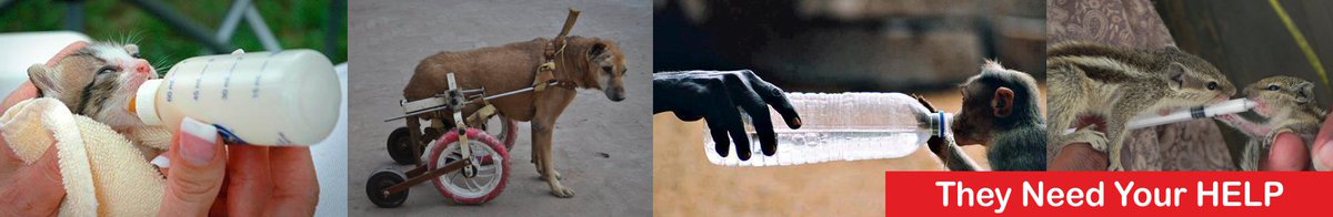 thebettercommun's tweet photo. #Jivdaya has #saved 1 lakh #animals &amp; #birds
https://t.co/xrpR4nwj9z
#animalwelfare #animallover #animalrescue #Ahmedabad #AdoptDontShop https://t.co/dcIPFsMOMk