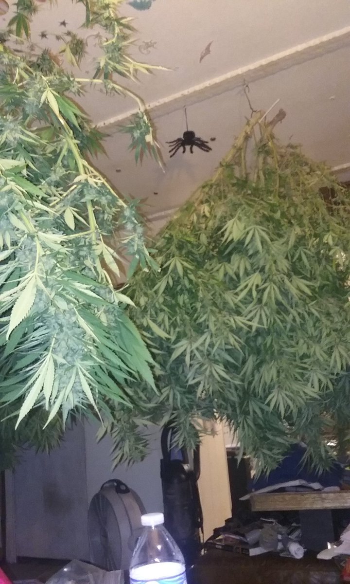SeanMccstoned's tweet photo. Cannabis drying https://t.co/yaqq5gYgQj