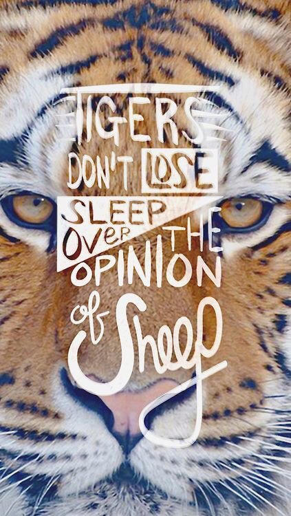 MrASingh's tweet photo. Tigers don't lose sleep over the opinion of sheep #FridayFeeling https://t.co/uNOc4BFG0j
