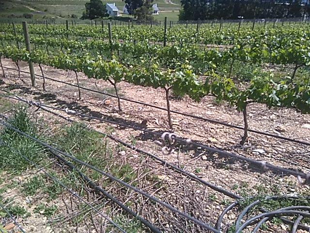 #pinotage block looking after canopy management!!!