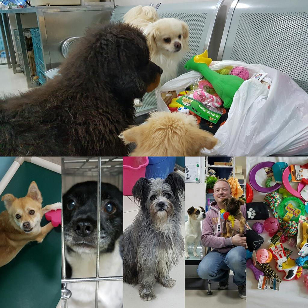 PlayforStrays's tweet photo. @ExoticPetVet Our first donation of toys in Beijing to Little Adoption Shop. Dogs saved from meat trade. #SayNoToDogMeat #PlayforStrays https://t.co/votN1S7IE8