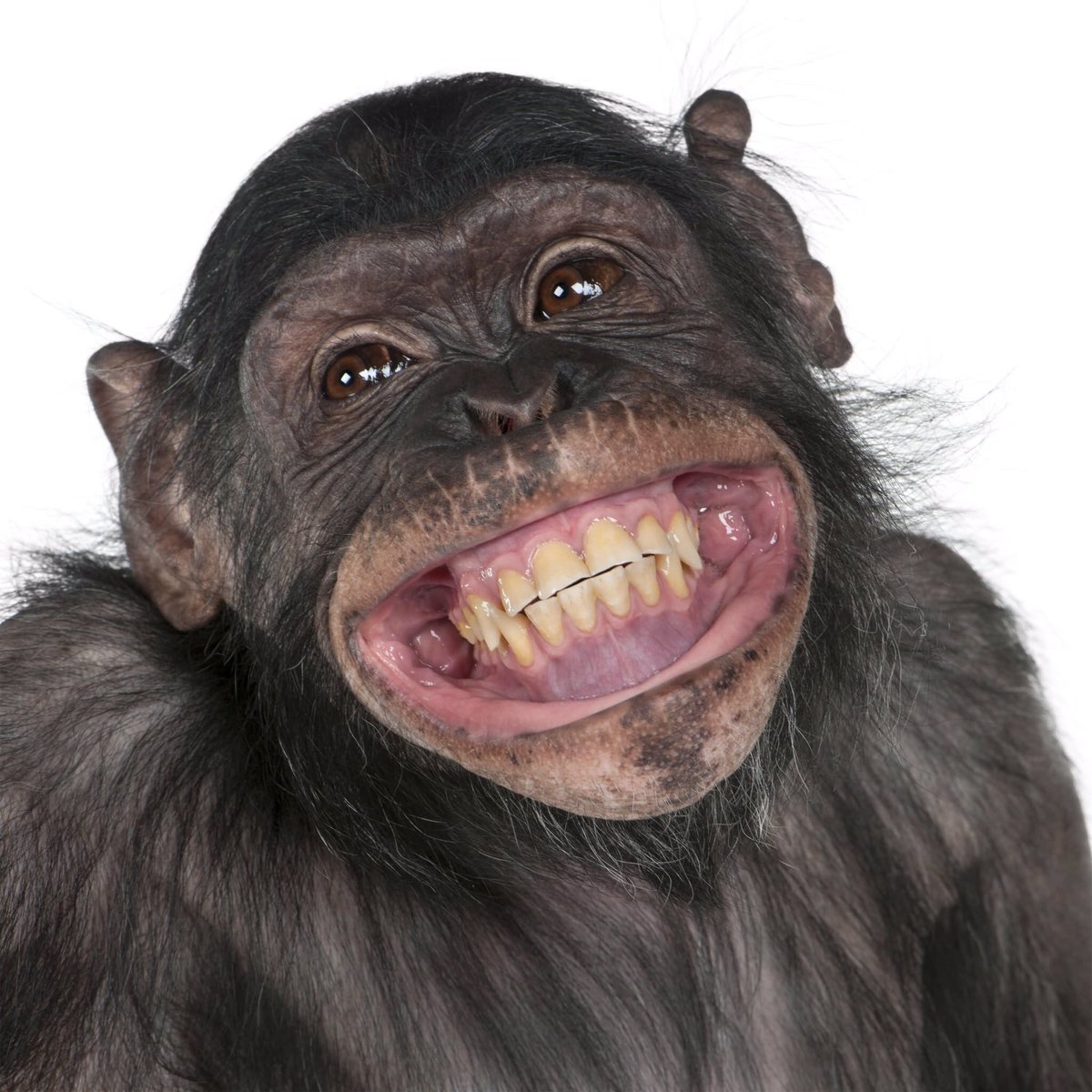 FarmerPreneur's tweet photo. Someone's got that #FridayFeeling! 🐵Today is #WorldSmileDay so RT this and make someone else smile today!😁
#SmileForward #FarmerPreneur https://t.co/E3uhLHnilv