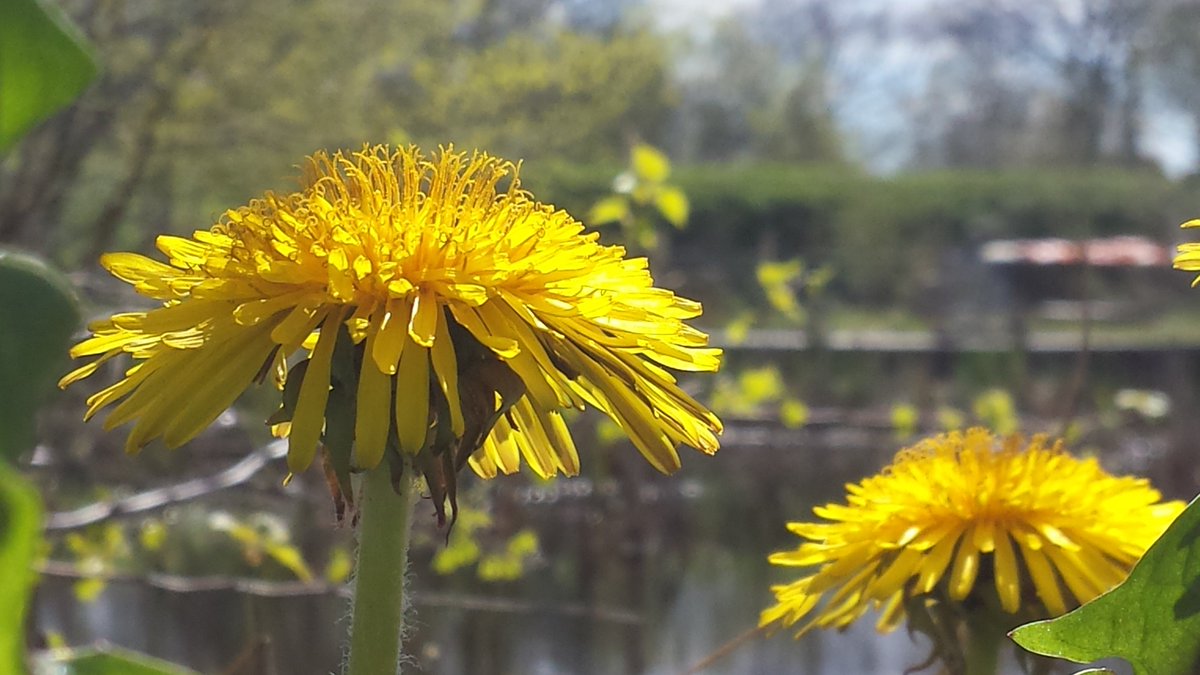 Vanwege <a href="/WeekvandeSmaak/">Week van de Smaak</a> elke dag een recept met eetbare wilde planten op bloemenpad.nl. Vandaag gestoofde paardenbloemwortel.