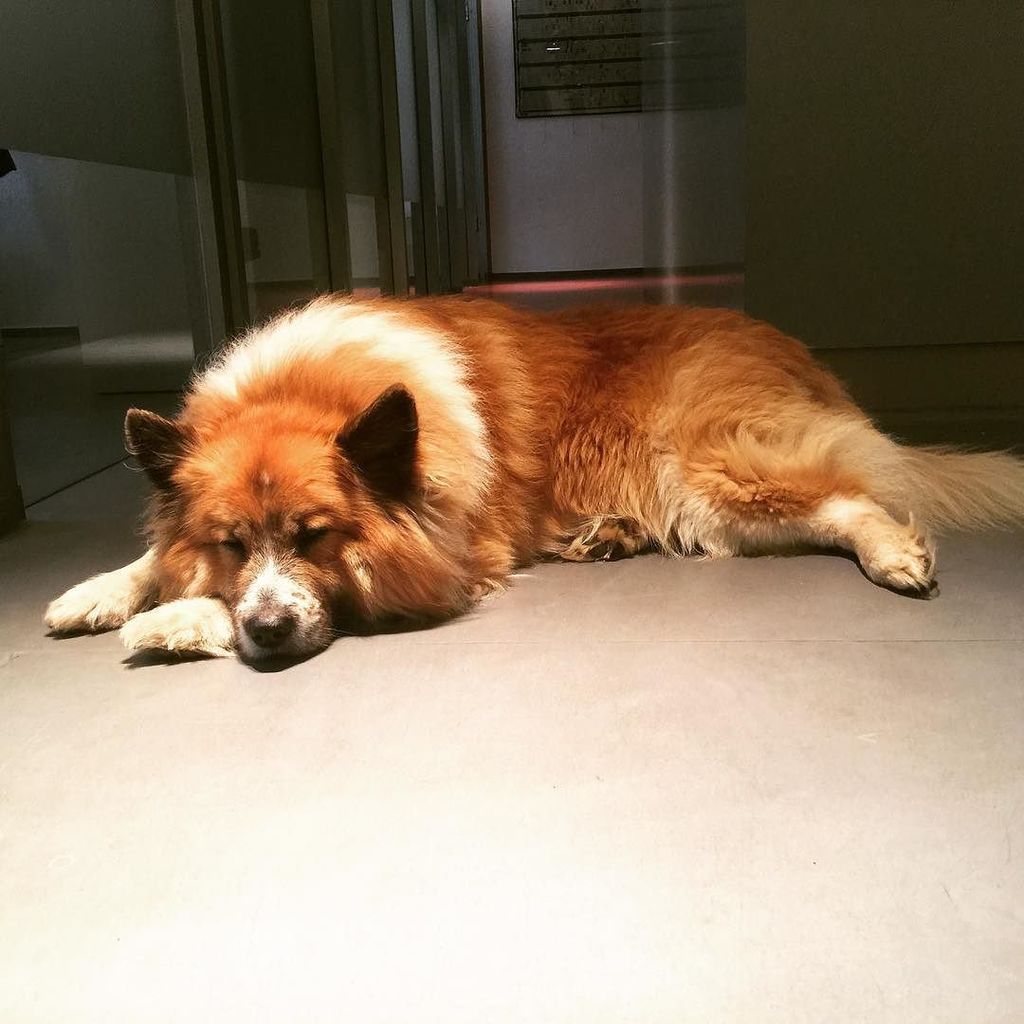 aklees's tweet photo. #filouoftheday #tgif #dusseldorf #dogs #dogstagram #dogsofinsta #activevalue #agencydog #o… https://t.co/3CoHlXCLfg https://t.co/CVqTpCzriH