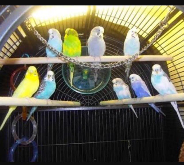 #Budgie9 New breed of budgie recently discovered in Malaysia. The Privileged Twat budgie. Boarding School Bozo's Behaving Badly. #futurelibs