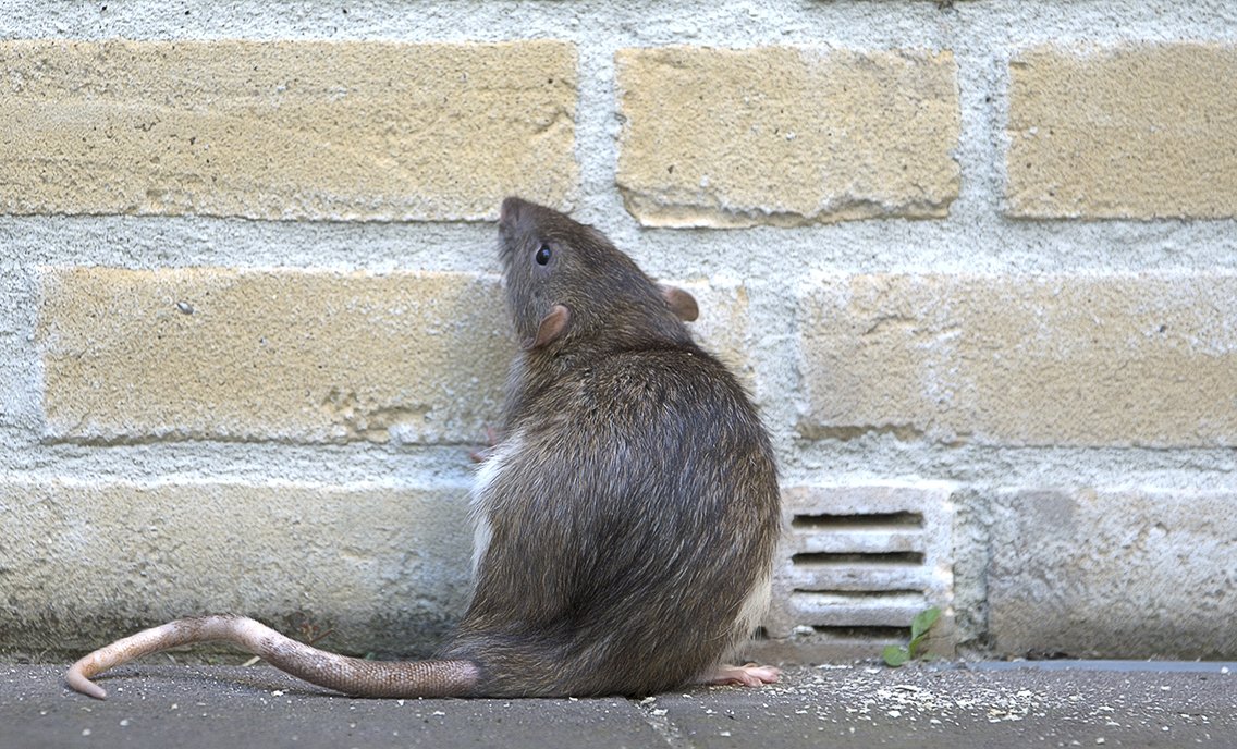Acht keer zoveel ziektegevallen Weil door ratten lagerweybv.nl/blog/acht-keer… … #ongedierte #bestrijding #ongediertebestrijding #ratten