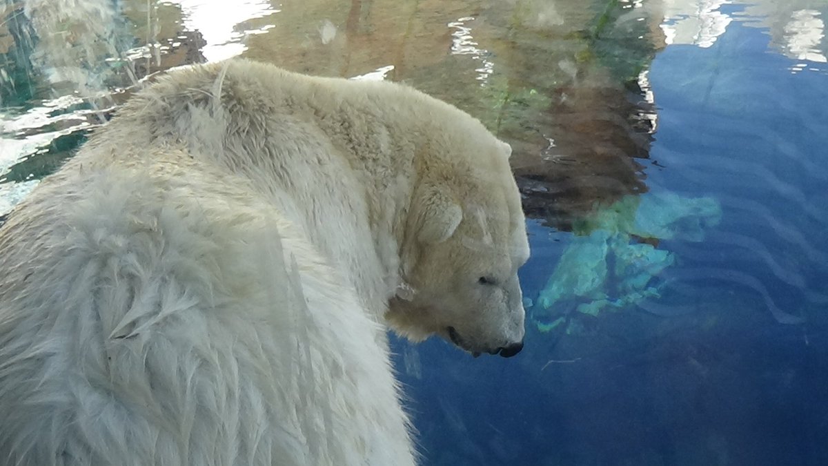 _BWProductions's tweet photo. All the remaining Wild Arctic photos. part 1 #StandWithSeaWorld   #SeaWorldCares   #SeaWorldStrong https://t.co/cHSXy20TjN
