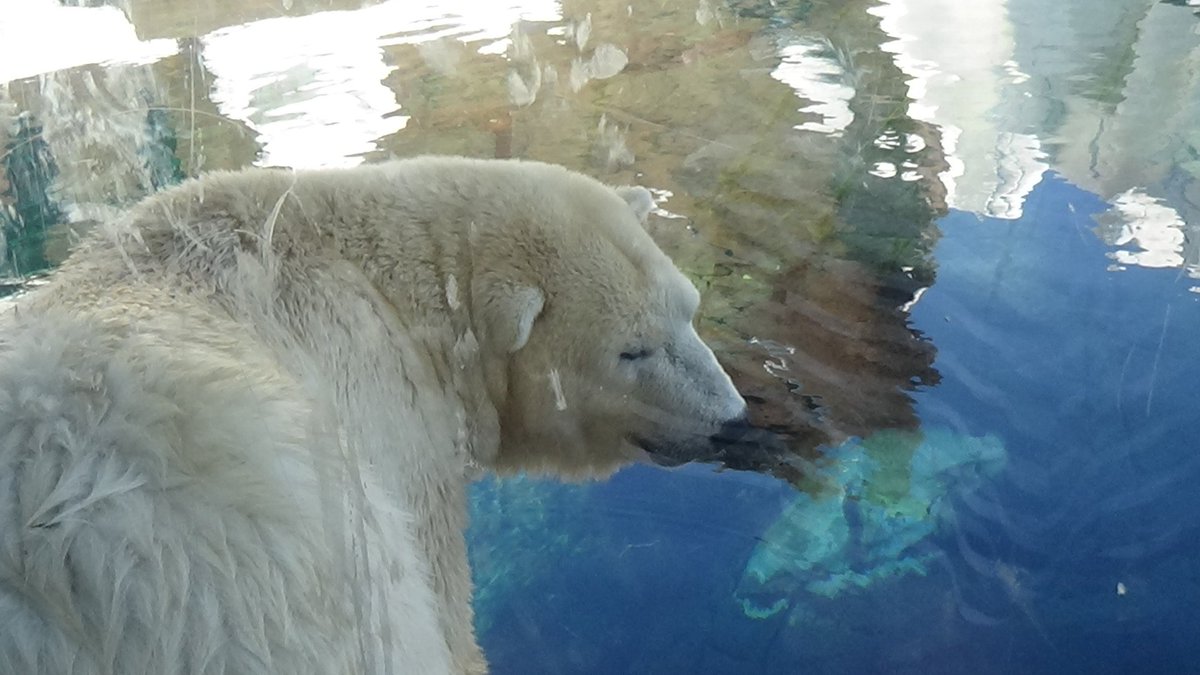 _BWProductions's tweet photo. All the remaining Wild Arctic photos. part 2 #StandWithSeaWorld   #SeaWorldCares   #SeaWorldStrong https://t.co/W6kqLPZhvl