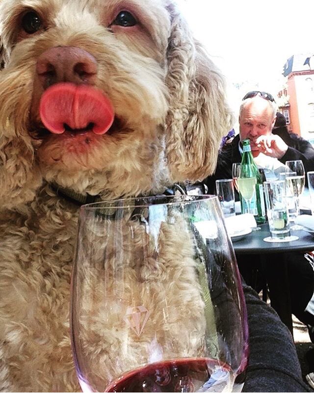 TriaPhilly's tweet photo. Skip out of work and take your best pal out for a Friday wine lunch #dogsoftria https://t.co/E0tnqprh6X