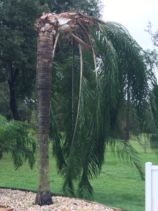 Our only casualty was this poor palm tree. Worst part is that we will have to replace them both now 😕