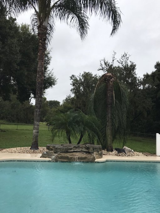 Our only casualty was this poor palm tree. Worst part is that we will have to replace them both now 😕