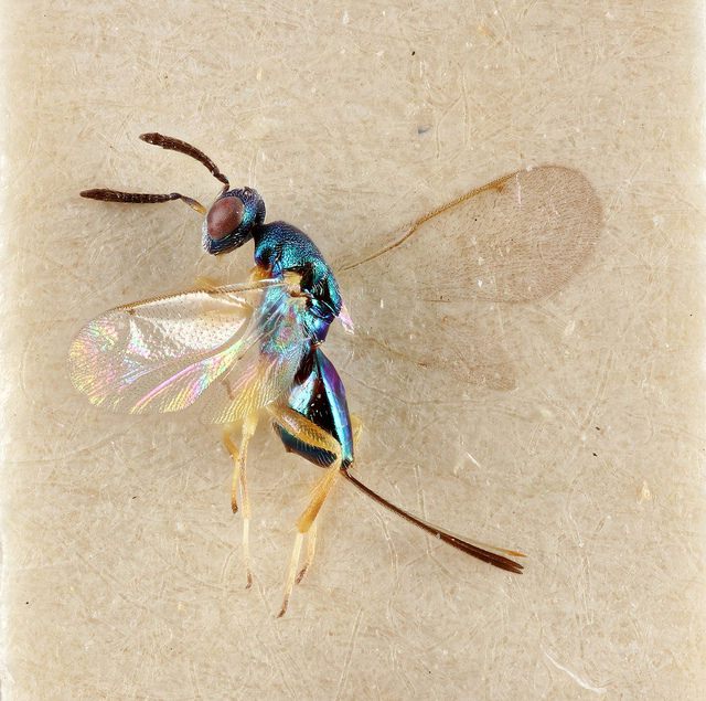 NHM_Science's tweet photo. Miniature Lives Magnified - @NHM_London blog on tiny wasps at #SU2016 last week https://t.co/YstgvlL9ct https://t.co/mEPgLEMUTD