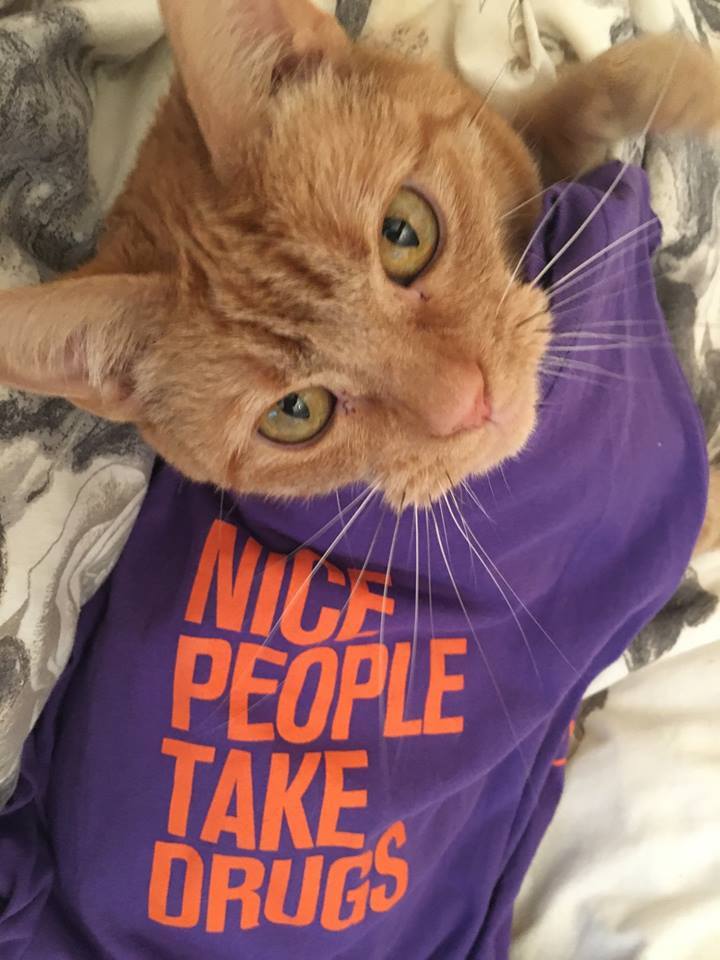Talkingdrugs's tweet photo. Tinkerbell thinks her 'Nice People Take Drugs' t-shirt is purr-fect to challenge stigma #catsofharmreduction https://t.co/tgpeU05bBS