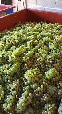 VigneronsNature's tweet photo. Rentré des Genièvrieres 2016...on s'approche de la perfection #vendange2016 #domaineguillotbroux #vinbio #vigneronsdenature https://t.co/As5U58ZccD